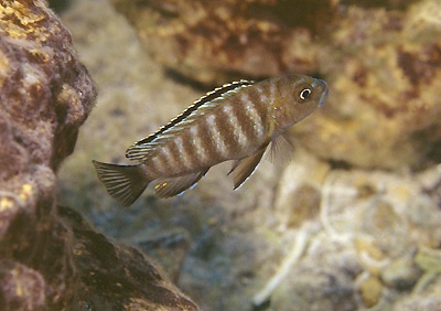 Pseudotropheus sp. 'variable mozambique' Minos Reef